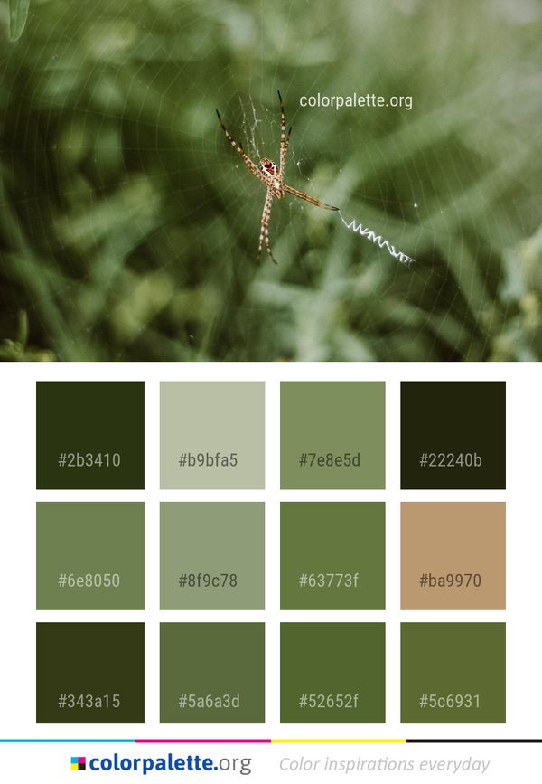 Invertebrate Spider Web Grass Family Color Palette