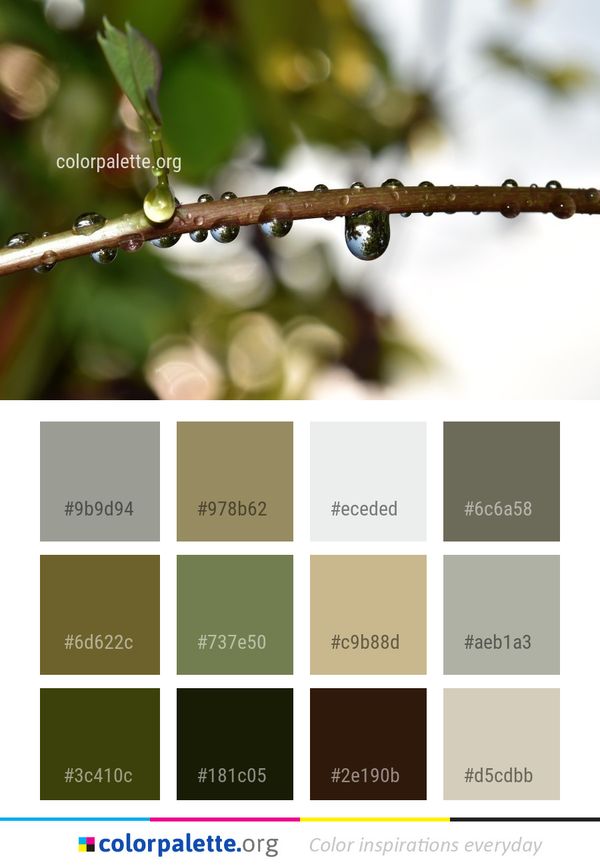 Water Twig Branch Color Palette