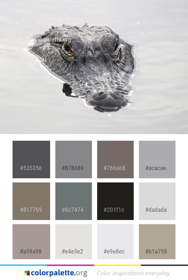 Crocodilia Alligator American Color Palette