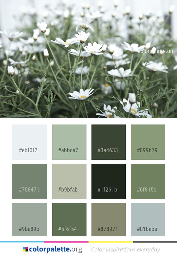Flower Plant Flora Color Palette