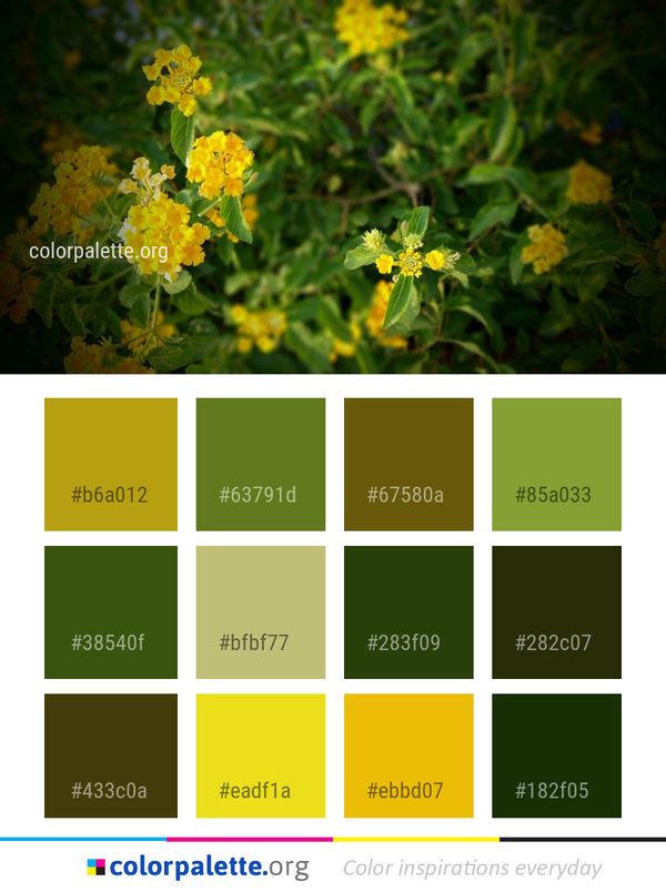Flower Yellow Flora Color Palette