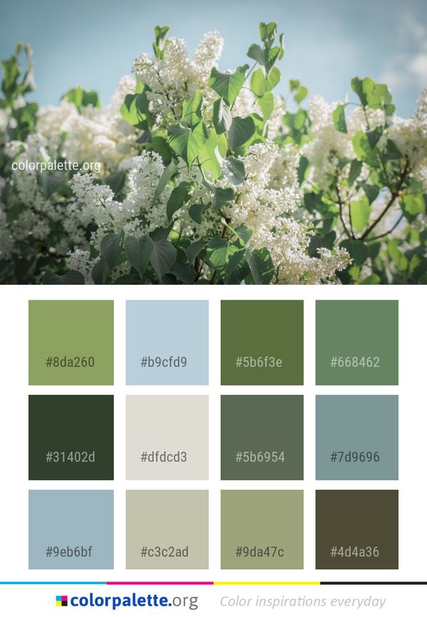 Lilac Plant Flower Color Palette