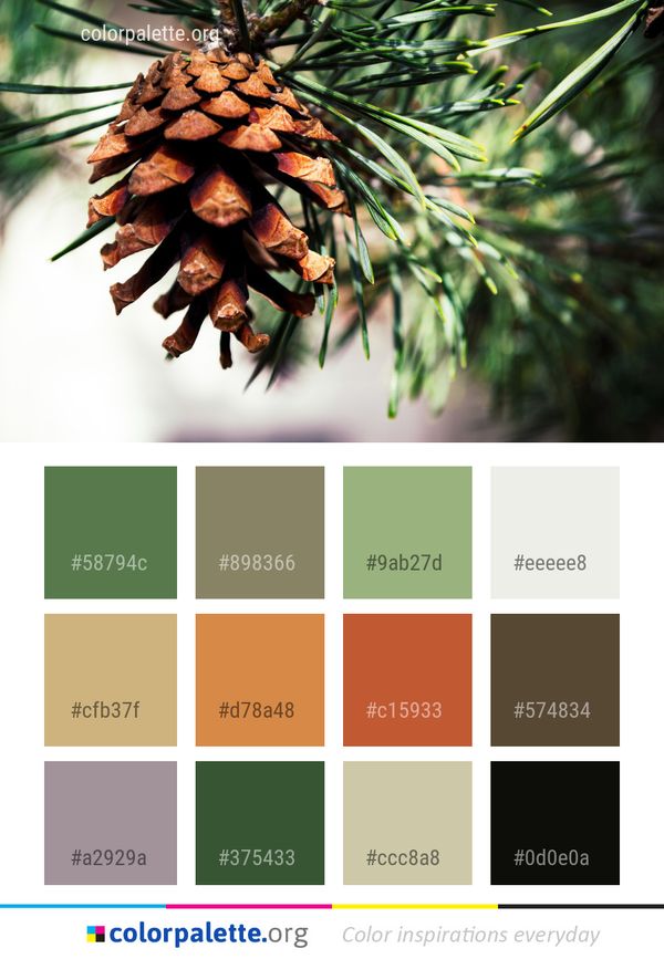 Pine Family Conifer Cone Color Palette