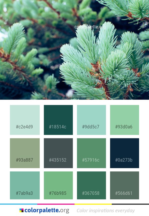 Vegetation Tree Ecosystem Color Palette