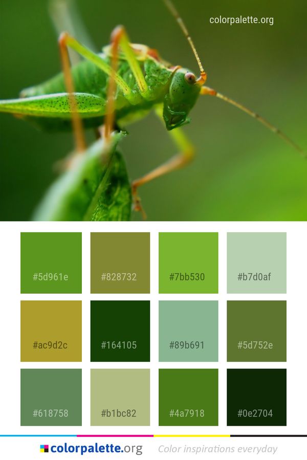 Insect Grasshopper Locust Color Palette