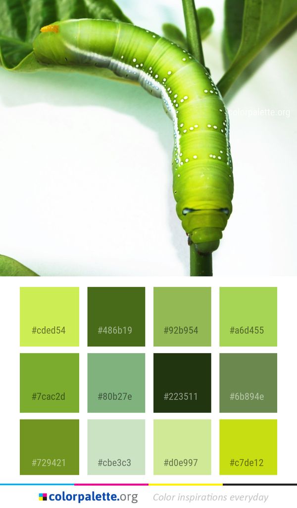 Larva Caterpillar Invertebrate Color Palette
