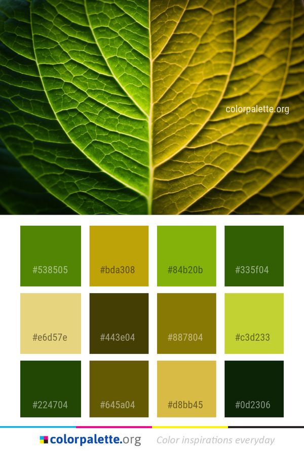 Leaf Green Plant Color Palette