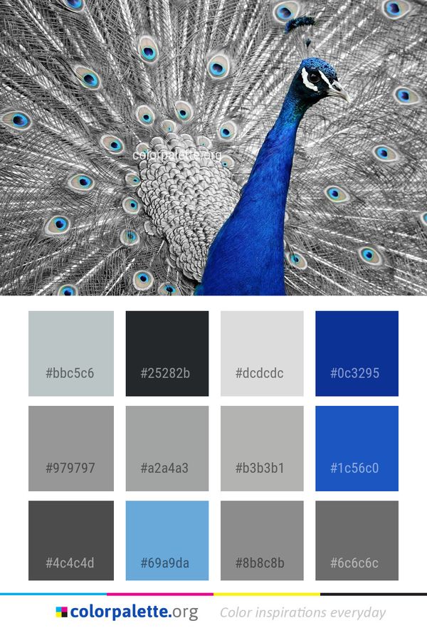 Peafowl Feather Galliformes Color Palette