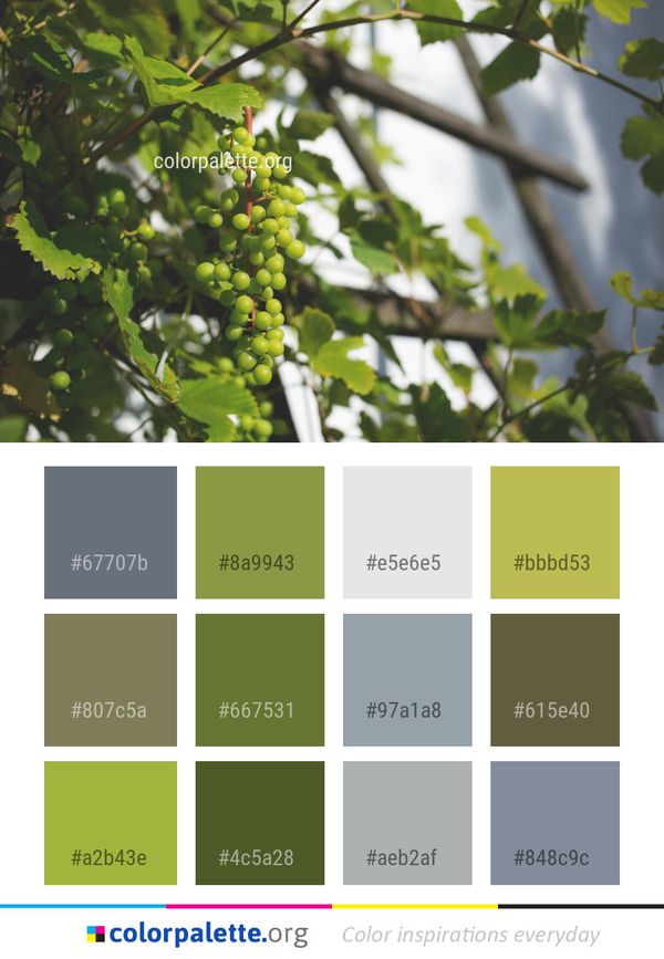 Tree Grapevine Family Grape Color Palette