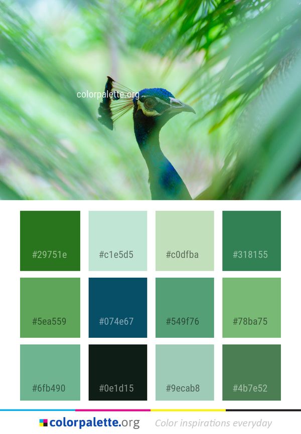 Bird Beak Fauna Color Palette