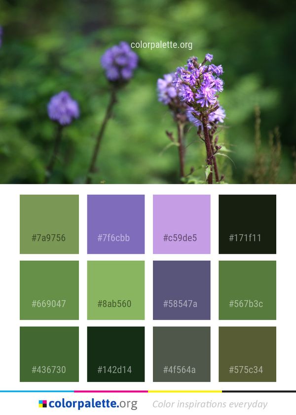 Flower Plant Flora Color Palette