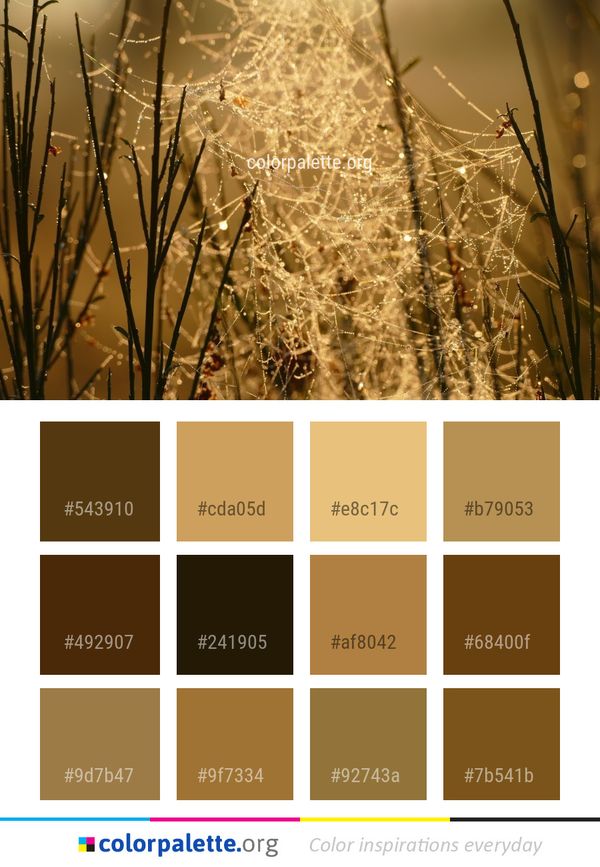 Spider Web Branch Grass Color Palette
