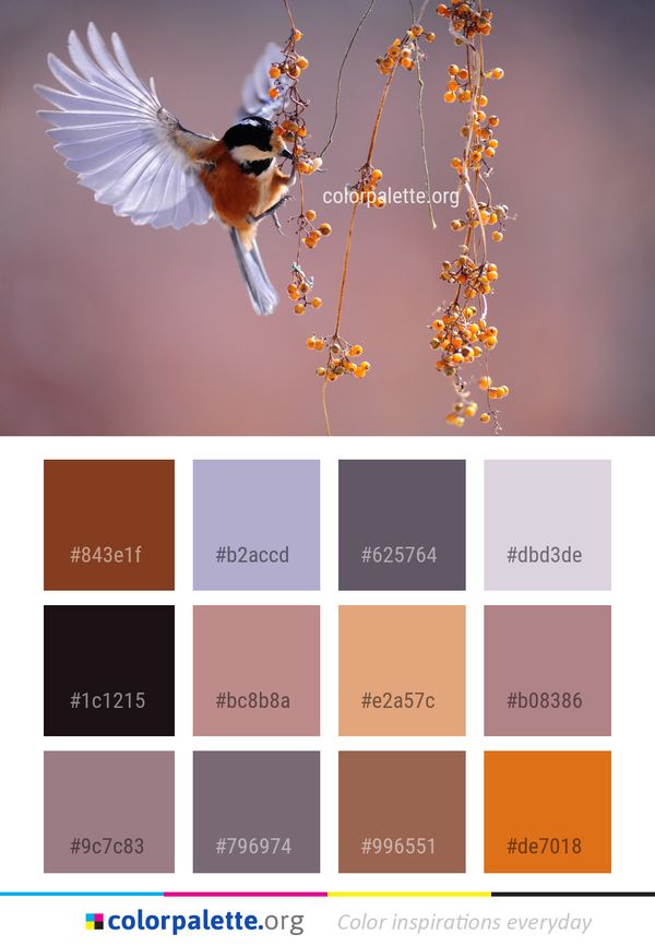 Bird Fauna Beak Color Palette