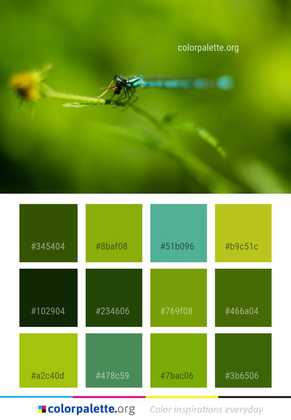 Insect Dragonfly Macro Photography Color Palette