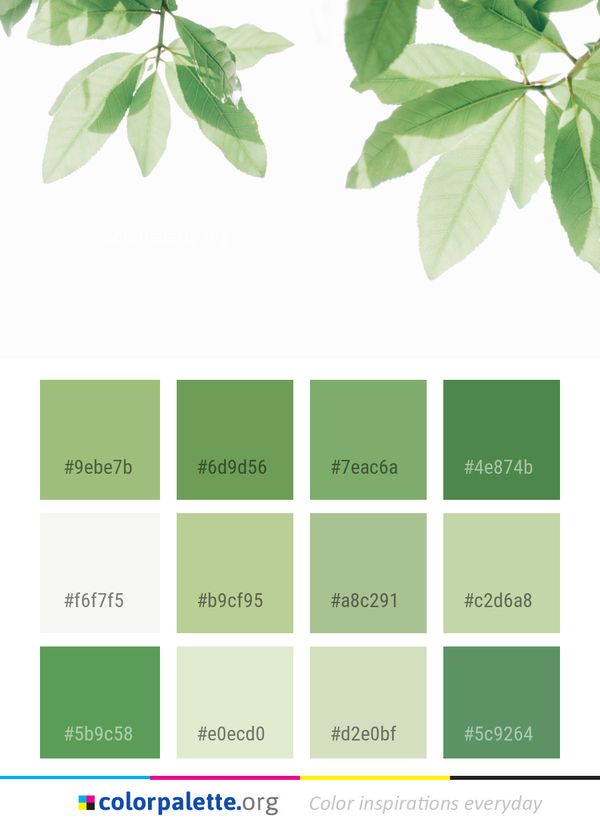 Leaf Plant Branch Color Palette
