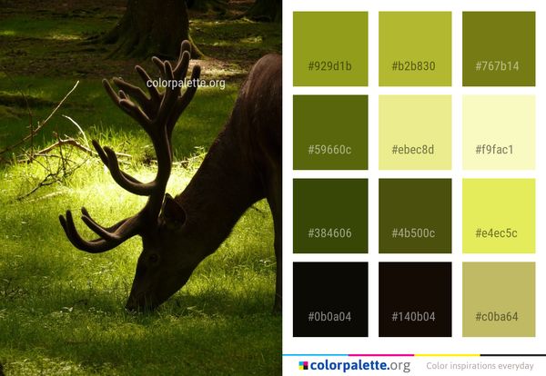 Wildlife Mammal Deer Color Palette