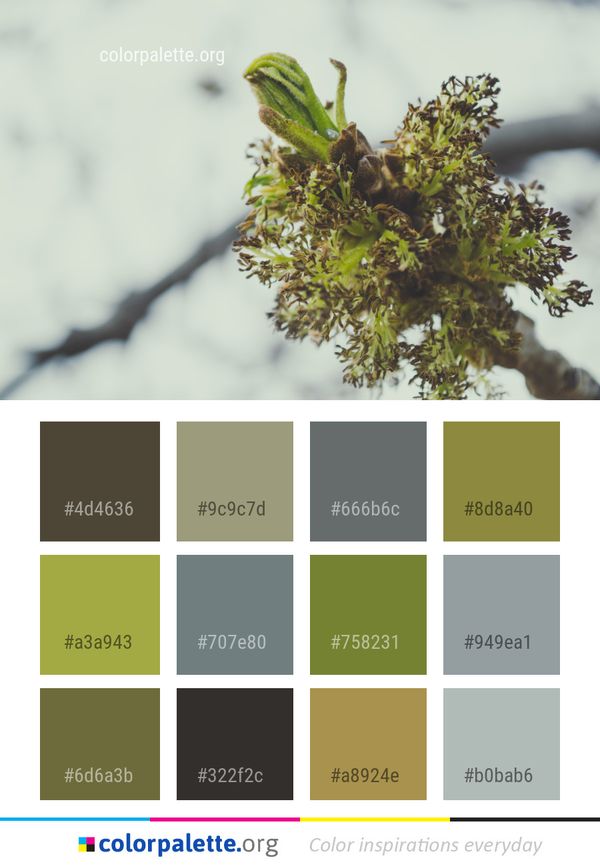 Branch Plant Flora Color Palette