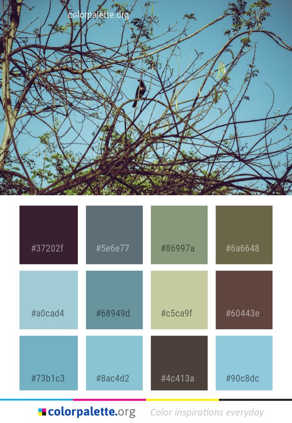 Branch Tree Sky Color Palette