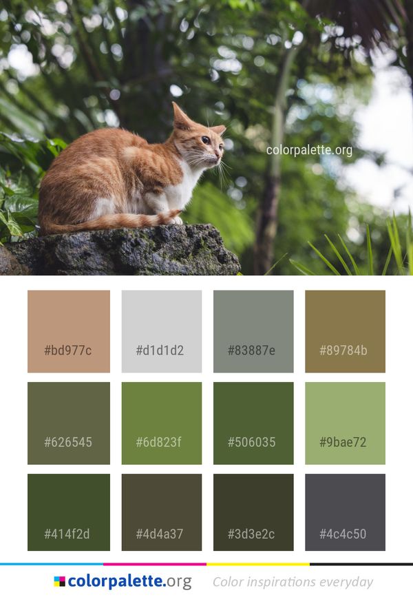 Cat Fauna Mammal Color Palette