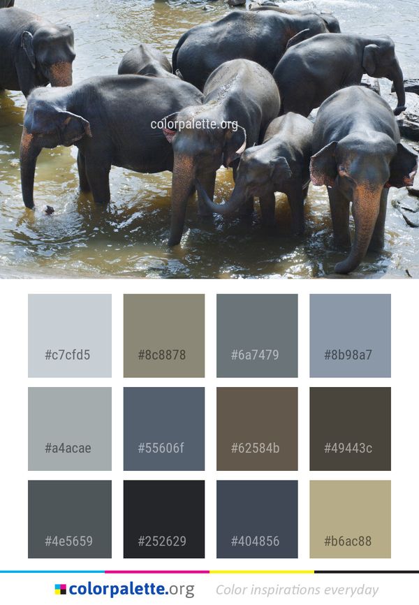 Elephant Elephants And Mammoths Indian Color Palette