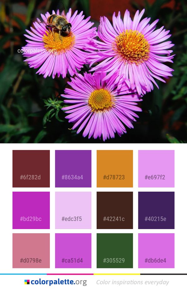Flower Aster Honey Bee Color Palette