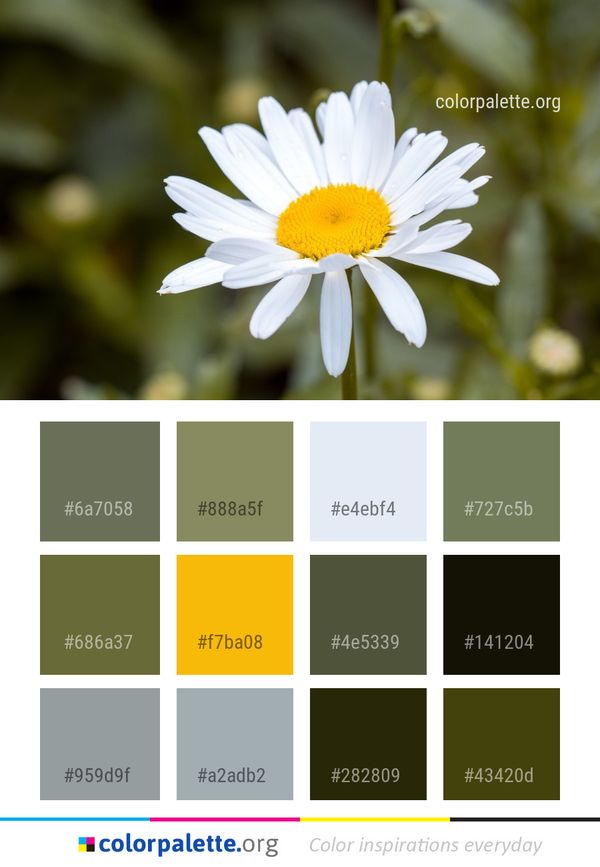 Flower Oxeye Daisy Color Palette
