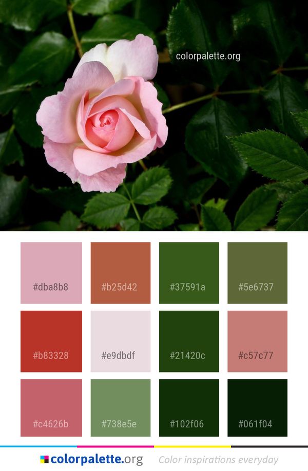 Flower Rose Family Color Palette