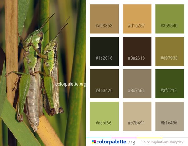 Insect Grasshopper Locust Color Palette