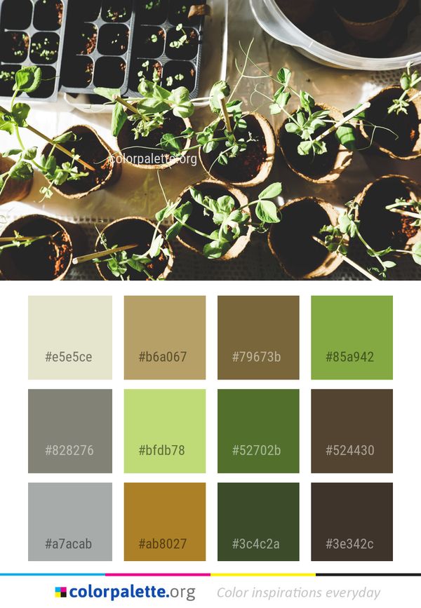 Plant Leaf Herb Color Palette