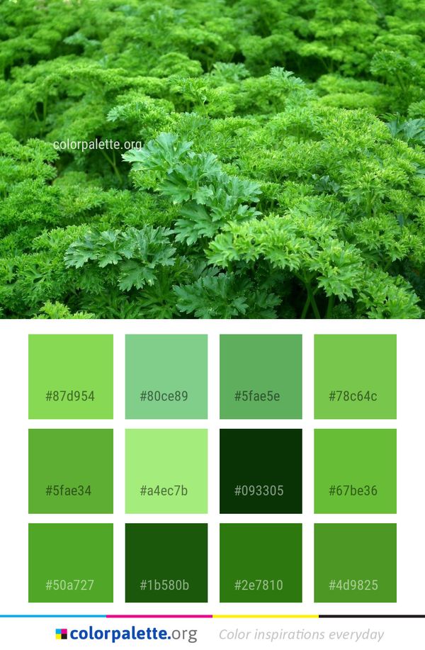Plant Vegetation Herb Color Palette
