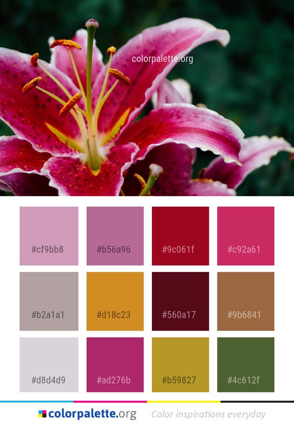 Flower Lily Plant Color Palette
