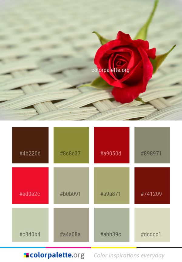 Flower Rose Red Color Palette