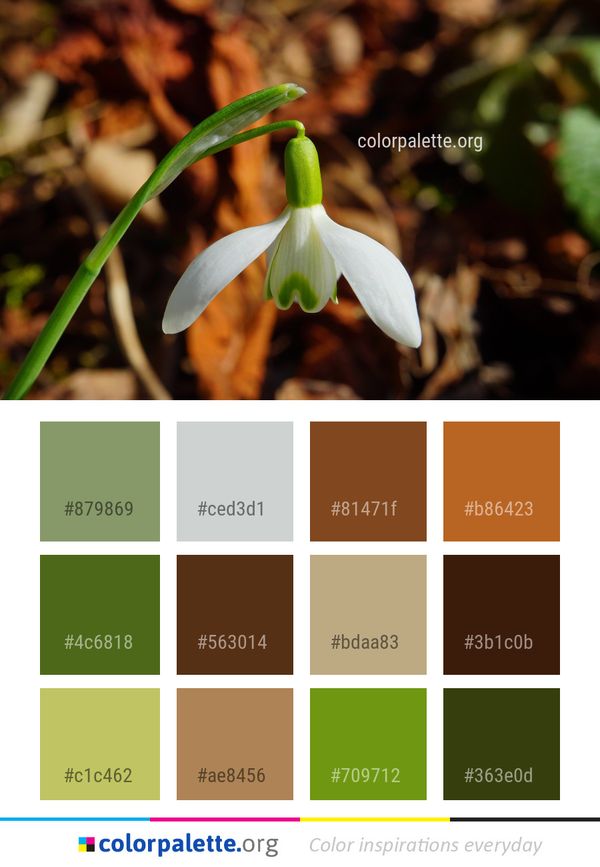 Galanthus Flower Plant Color Palette