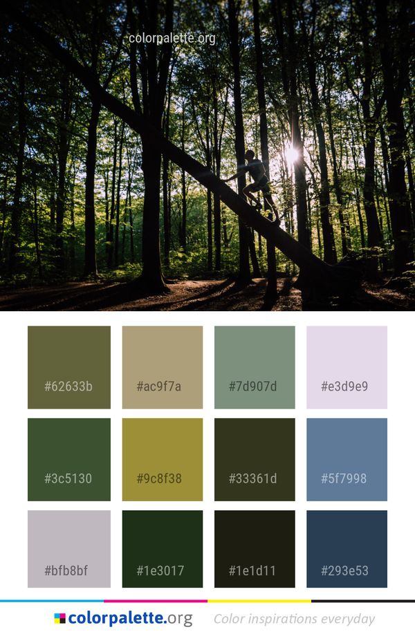 Nature Tree Forest Color Palette