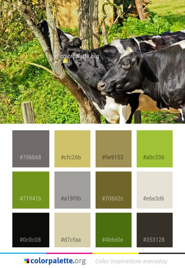 Cattle Like Mammal Pasture Grazing Color Palette