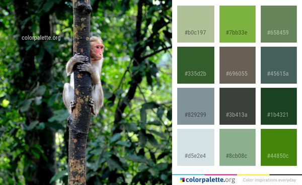 Fauna Mammal Primate Color Palette