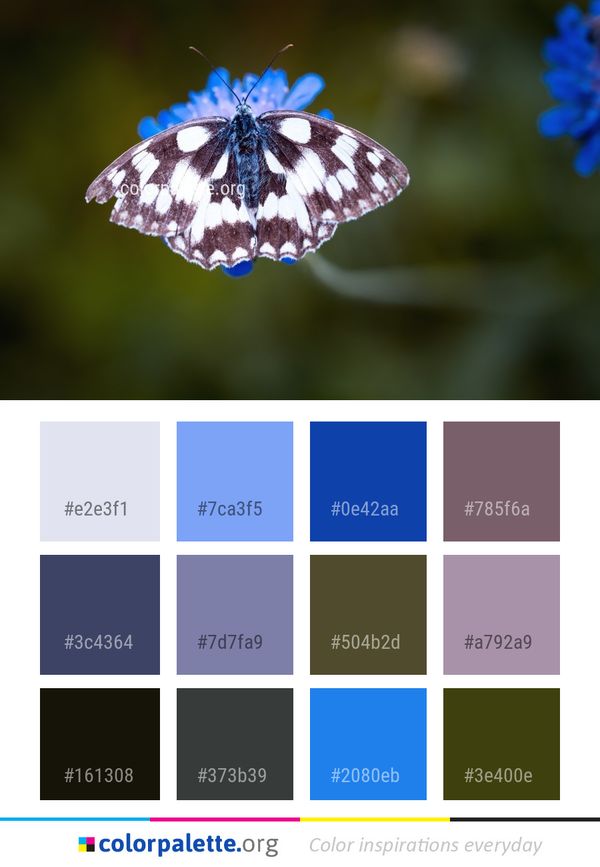 Butterfly Moths And Butterflies Blue Color Palette