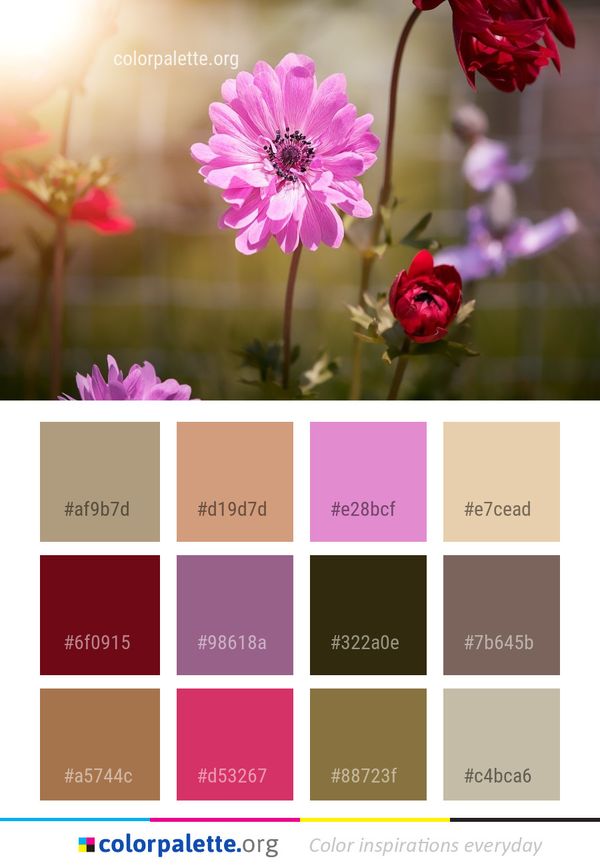 Flower Pink Flora Color Palette