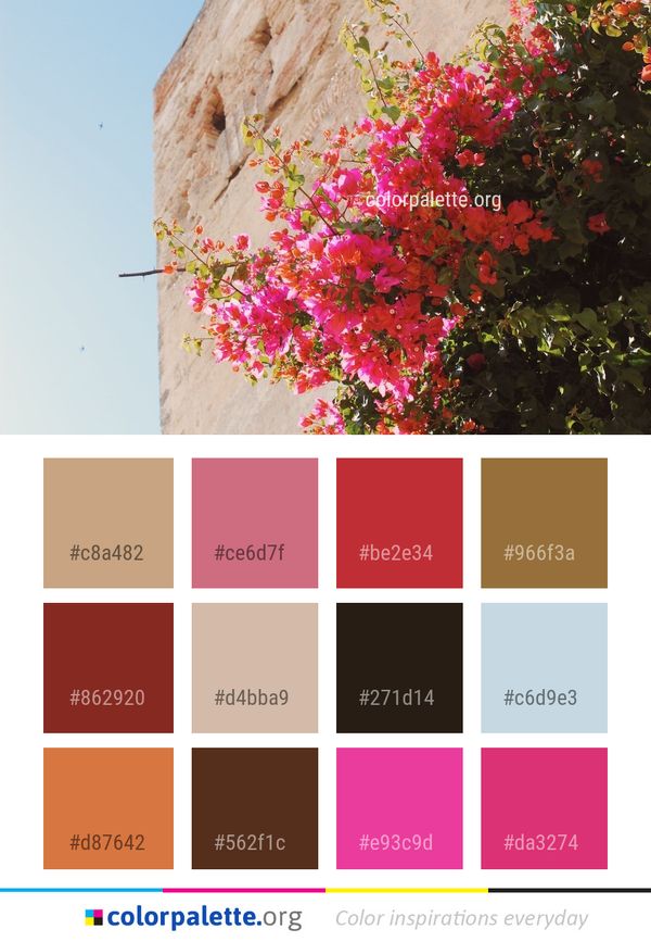 Flower Pink Flora Color Palette