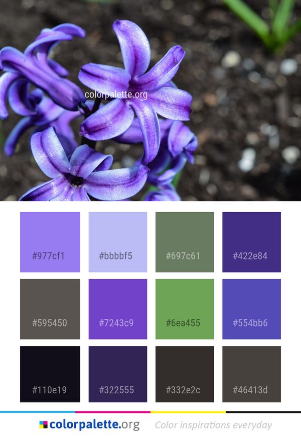 Flower Plant Flora Color Palette
