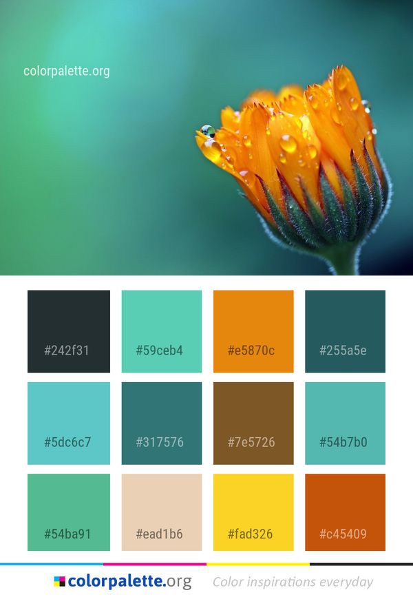 Flower Yellow Macro Photography Color Palette