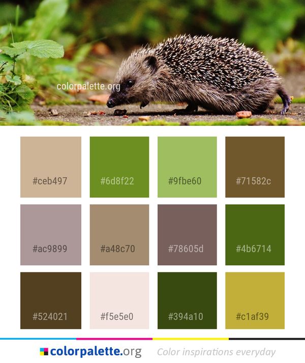 Hedgehog Domesticated Erinaceidae Color Palette