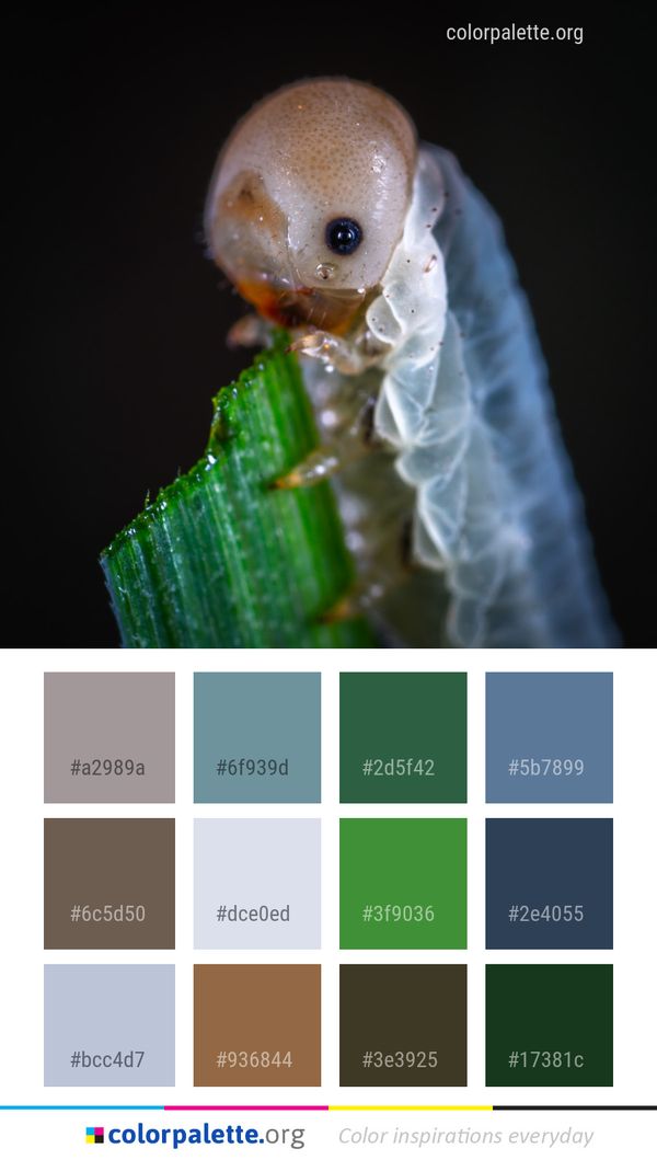 Insect Macro Photography Organism Color Palette
