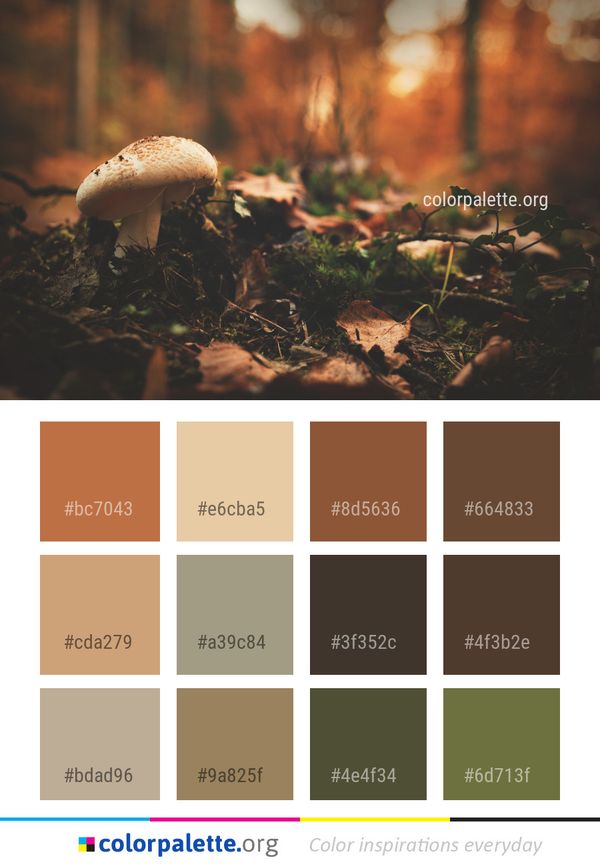 Mushroom Fungus Sunlight Color Palette