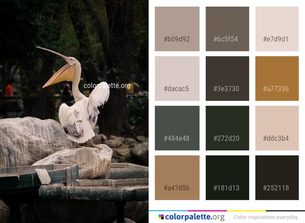 Pelican Seabird Fauna Color Palette