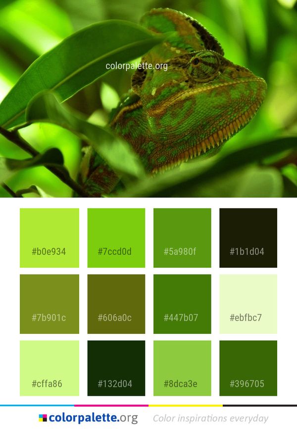 Reptile Chameleon Iguania Color Palette