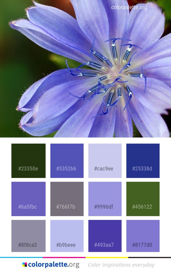 Flower Blue Flora Color Palette