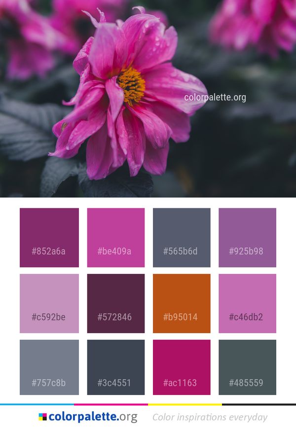 Flower Pink Flora Color Palette