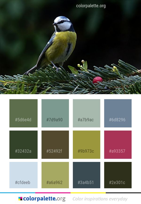Bird Beak Fauna Color Palette