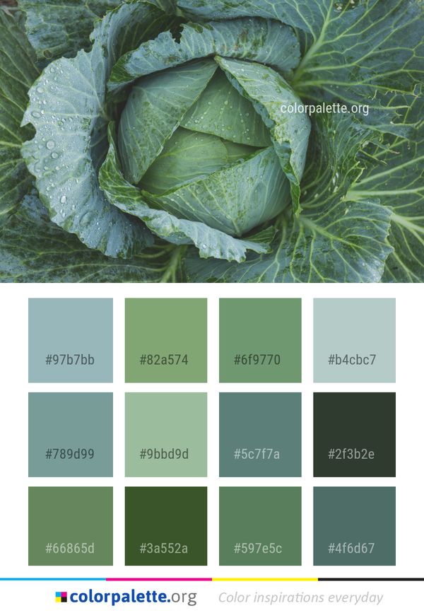 Cabbage Vegetable Savoy Color Palette